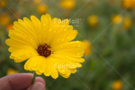 Fair Trade Photo Colour image, Fathers day, Flower, Grass, Horizontal, Love, Mothers day, Nature, Outdoor, Peru, Rain, South America, Valentines day, Waterdrop, Yellow