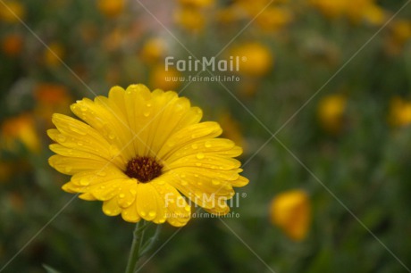 Fair Trade Photo Colour image, Fathers day, Flower, Grass, Horizontal, Love, Mothers day, Nature, Outdoor, Peru, Rain, South America, Valentines day, Waterdrop, Yellow
