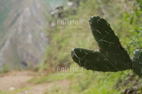Fair Trade Photo Cactus, Colour image, Green, Heart, Horizontal, Love, Mountain, Nature, Peru, Rural, South America