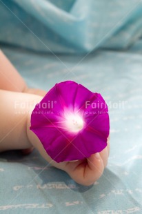 Fair Trade Photo 0-5 years, Activity, Baby, Birth, Caucasian, Colour image, Flower, Hands, Holding, New baby, People, Peru, Purple, Sleeping, South America, Vertical