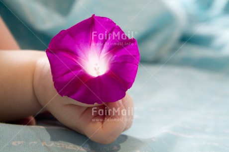 Fair Trade Photo 0-5 years, Activity, Baby, Birth, Caucasian, Colour image, Flower, Hands, Holding, Horizontal, New baby, People, Peru, Purple, Sleeping, South America