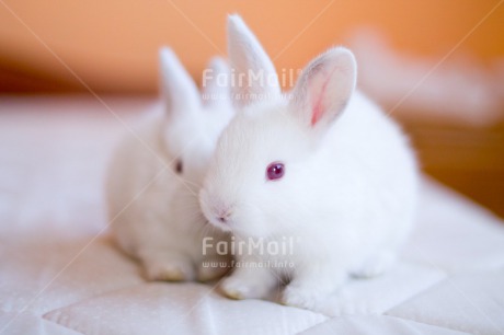Fair Trade Photo Animals, Brother, Colour image, Couple, Easter, Horizontal, Love, Peru, Rabbit, Sister, South America, Together, Valentines day, White
