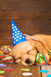 Fair Trade Photo Activity, Animals, Birthday, Celebrating, Clothing, Colour image, Colourful, Confetti, Cute, Dog, Hat, Lying, Multi-coloured, New Year, Peru, Puppy, Sleeping, Sorry, South America, Vertical
