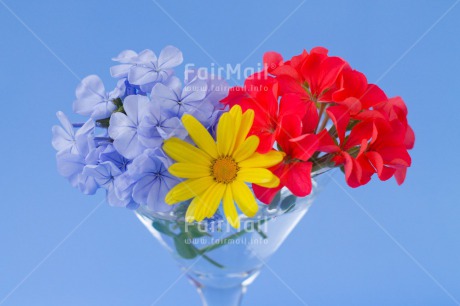 Fair Trade Photo Blue, Colour image, Colourful, Contrast, Fathers day, Flower, Flowers, Glass, Horizontal, Love, Marriage, Mothers day, Multi-coloured, Peru, Seasons, Sorry, South America, Spring, Summer, Thank you, Valentines day, Wedding