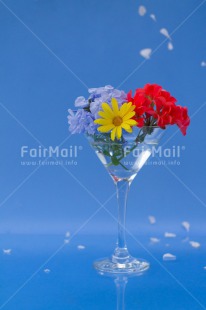 Fair Trade Photo Blue, Colour image, Colourful, Contrast, Fathers day, Flower, Flowers, Glass, Love, Marriage, Mothers day, Multi-coloured, Peru, Seasons, Sorry, South America, Spring, Summer, Thank you, Valentines day, Vertical, Wedding