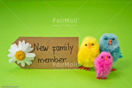 Fair Trade Photo Animals, Birth, Chick, Chicken, Colour image, Daisy, Flower, Green, Horizontal, Letter, New baby, Peru, South America, Text