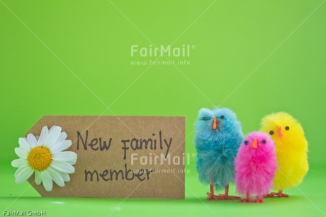 Fair Trade Photo Animals, Birth, Chick, Chicken, Colour image, Daisy, Flower, Green, Horizontal, Letter, New baby, Peru, South America, Text