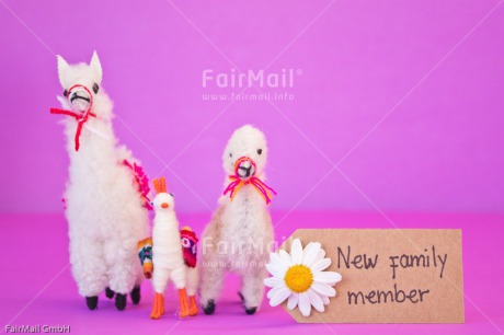 Fair Trade Photo Animals, Birth, Colour image, Daisy, Flower, Girl, Horizontal, Letter, Llama, New baby, People, Peru, Pink, South America, Text