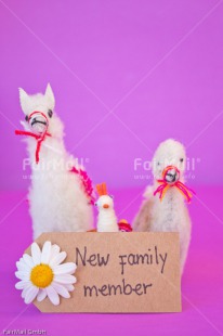 Fair Trade Photo Animals, Birth, Colour image, Daisy, Flower, Girl, Horizontal, Letter, Llama, New baby, People, Peru, Pink, South America, Text