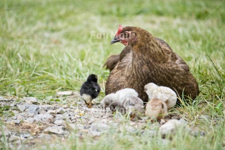 Fair Trade Photo Animals, Birth, Chachapoyas, Chick, Chicken, Colour image, Friendship, Horizontal, Mothers day, Nature, New baby, Peru, South America