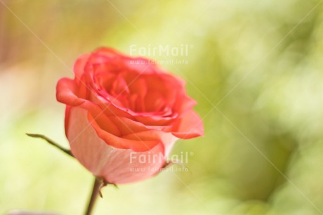 Fair Trade Photo Background, Birthday, Colour image, Flower, Get well soon, Green, Horizontal, Love, Marriage, Mothers day, Nature, Peru, Pink, Rose, Sorry, South America, Thank you, Thinking of you, Valentines day, Wedding