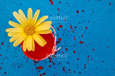 Fair Trade Photo Blue, Colour image, Colourful, Daisy, Flower, Horizontal, Moving, New home, Paint, Peru, Red, South America, Welcome home, Yellow