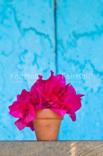 Fair Trade Photo Blue, Colour image, Flower, Friendship, Get well soon, Jar, Mothers day, Peru, Pink, South America, Tarapoto travel, Thank you, Thinking of you, Vertical, Welcome home