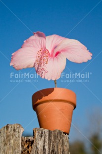 Fair Trade Photo Colour image, Flower, Friendship, Get well soon, Mothers day, Peru, Pink, South America, Thinking of you, Vertical, Viaje tarapoto. jar