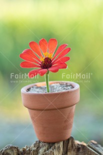Fair Trade Photo Colour image, Flower, Friendship, Get well soon, Mothers day, Peru, Red, South America, Thinking of you, Vertical, Viaje tarapoto. jar
