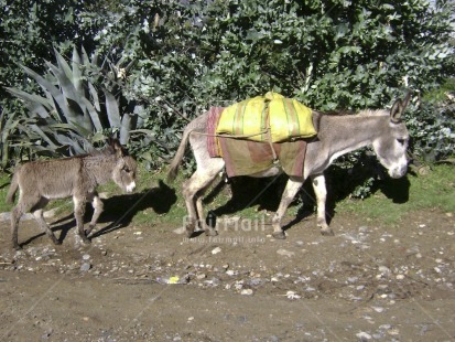 Fair Trade Photo Activity, Animals, Care, Carrying, Colour image, Donkey, Family, Horizontal, Outdoor, Peru, South America, Walking, Work