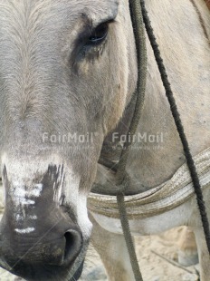 Fair Trade Photo Animals, Closeup, Colour image, Day, Horse, Outdoor, Peru, South America, Vertical