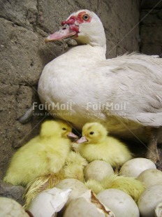 Fair Trade Photo Agriculture, Animals, Baby, Colour image, Cute, Day, Duck, Easter, Egg, Indoor, Mother, People, Peru, South America, Vertical, Young