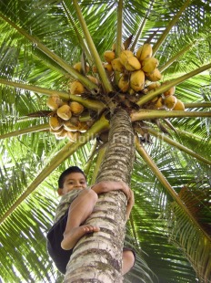 Fair Trade Photo Activity, Climbing, Coconut, Colour image, Food and alimentation, Good luck, Growth, Looking at camera, Low angle view, Nature, One boy, Outdoor, Palm, People, Peru, South America, Strength, Tree, Vertical