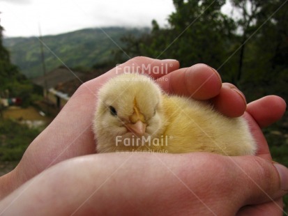 Fair Trade Photo Agriculture, Animals, Baby, Bird, Care, Chicken, Colour image, Cute, Day, Easter, Hand, Horizontal, Outdoor, People, Peru, Rural, South America