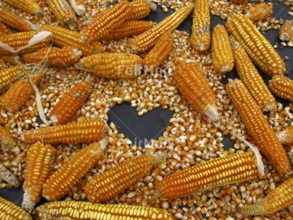 Fair Trade Photo Agriculture, Colour image, Corn, Food and alimentation, Heart, Horizontal, Love, Peru, South America, Valentines day, Yellow