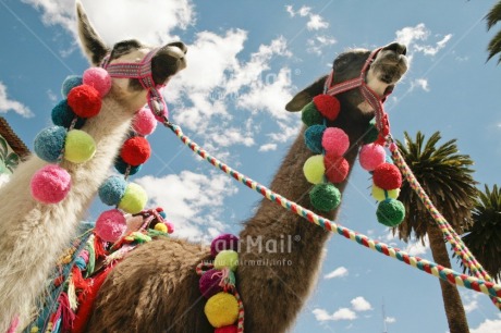 Fair Trade Photo Animals, Colour image, Day, Ethnic-folklore, Horizontal, Llama, Low angle view, Outdoor, Peru, Sky, South America, Together