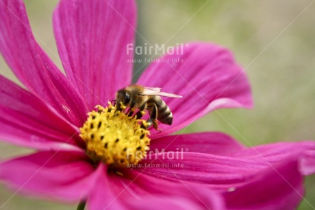 Fair Trade Photo Agriculture, Animals, Bee, Closeup, Colour image, Environment, Flower, Horizontal, Insect, Nature, Peru, Pink, Seasons, South America, Spring, Summer, Sustainability, Values, Yellow