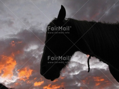 Fair Trade Photo Animals, Backlit, Clouds, Colour image, Evening, Horizontal, Horse, Outdoor, Peru, Reflection, Silhouette, Sky, South America, Sun, Sunset