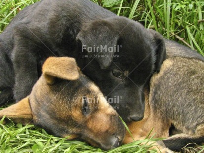 Fair Trade Photo Activity, Animals, Care, Colour image, Condolence-Sympathy, Cute, Day, Dog, Friendship, Grass, Horizontal, Love, Outdoor, Peru, Relaxing, Sleeping, South America, Thinking of you, Together