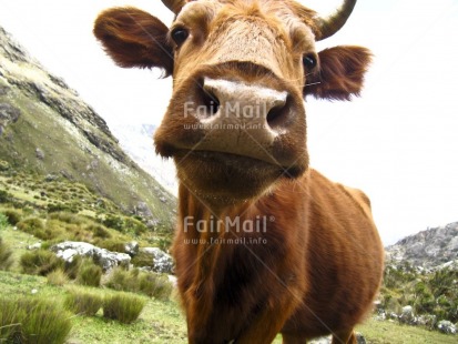 Fair Trade Photo Activity, Agriculture, Animals, Brown, Colour image, Cow, Day, Funny, Horizontal, Looking at camera, Low angle view, Mountain, Outdoor, Peru, Rural, South America