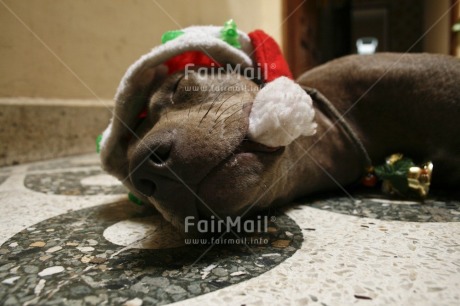 Fair Trade Photo Activity, Animals, Christmas, Colour image, Dog, Funny, Hat, Horizontal, Low angle view, Lying, Peru, Relaxing, Sleeping, South America