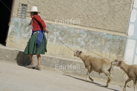 Fair Trade Photo Activity, Agriculture, Animals, Clothing, Colour image, Cooperation, Dailylife, Entrepreneurship, Horizontal, Market, One woman, Outdoor, People, Peru, Portrait fullbody, Red, Rural, Sheep, Sombrero, South America, Streetlife, Traditional clothing, Walking