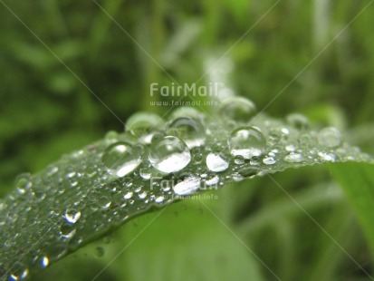Fair Trade Photo Colour image, Focus on foreground, Green, Horizontal, Nature, Outdoor, Peru, South America, Waterdrop