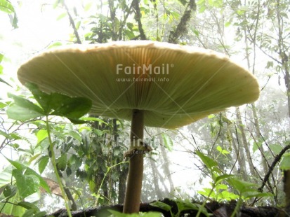 Fair Trade Photo Colour image, Horizontal, Mushroom, Nature, Outdoor, Peru, Plant, South America