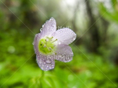 Fair Trade Photo Colour image, Flower, Focus on foreground, Green, Horizontal, Nature, Outdoor, Peru, Purple, South America, Waterdrop