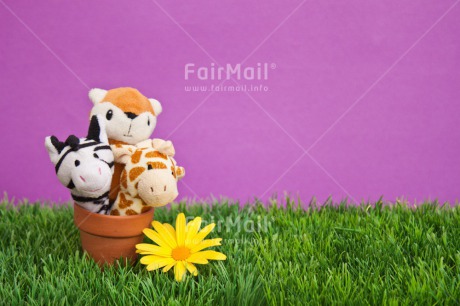 Fair Trade Photo Animals, Birthday, Brother, Colour image, Congratulations, Fathers day, Flower, Friend, Friendship, Get well soon, Green, Jar, Mothers day, New beginning, Party, Peluche, Peru, Pot, Purple, Sister, Sorry, South America, Thank you, Welcome home, Well done, Yellow