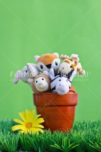Fair Trade Photo Animals, Birthday, Brother, Colour image, Congratulations, Fathers day, Flower, Friend, Friendship, Get well soon, Green, Jar, Mothers day, New beginning, Party, Peluche, Peru, Pot, Purple, Sister, Sorry, South America, Thank you, Welcome home, Well done, Yellow
