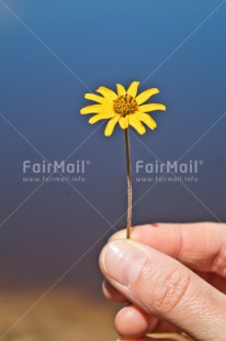 Fair Trade Photo Birthday, Blue, Chachapoyas, Colour image, Condolence-Sympathy, Flower, Friendship, Get well soon, Hand, Love, Mothers day, Nature, Peru, Sorry, South America, Thank you, Thinking of you, Valentines day, Vertical, Yellow