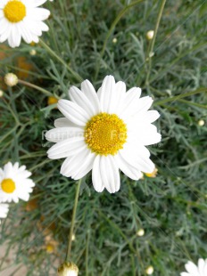 Fair Trade Photo Colour image, Daisy, Flower, Mothers day, Peru, South America, Vertical