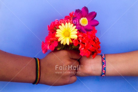 Fair Trade Photo Colour image, Flowers, Friendship, Gift, Hand, Hands, Horizontal, Indoor, Peru, Sorry, South America, Thank you