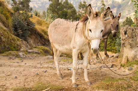 Fair Trade Photo Animals, Colour image, Day, Donkey, Horizontal, Nature, Outdoor, Peru, Rural, South America