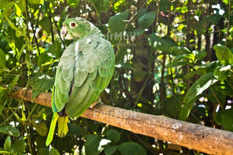 Fair Trade Photo Animals, Birthday, Colour image, Fathers day, Friendship, Green, Horizontal, Love, Mothers day, Nature, Parrot, Peru, South America, Tarapoto travel, Valentines day, Wildlife