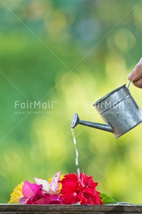Fair Trade Photo Birthday, Colour image, Colourful, Flower, Friendship, Green, New home, Peru, South America, Tarapoto travel, Thank you, Thinking of you, Vertical, Water, Waterdrop, Watering can