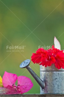 Fair Trade Photo Birthday, Colour image, Colourful, Flower, Friendship, Green, New home, Peru, South America, Tarapoto travel, Thank you, Thinking of you, Vertical, Watering can