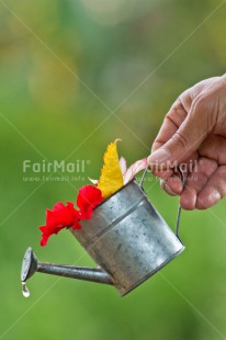 Fair Trade Photo Birthday, Colour image, Colourful, Flower, Friendship, Green, Hand, New home, Peru, South America, Tarapoto travel, Thank you, Thinking of you, Vertical, Water, Waterdrop, Watering can