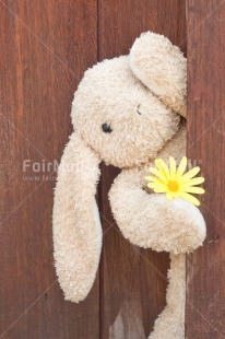 Fair Trade Photo Animals, Birthday, Colour image, Fathers day, Flower, Friendship, Love, Mothers day, New baby, Peluche, Peru, Rabbit, Sorry, South America, Thank you, Thinking of you, Valentines day, Wood, Yellow