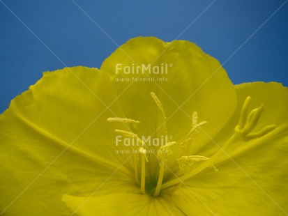 Fair Trade Photo Blue, Closeup, Flower, Horizontal, Peru, South America, Studio, Yellow