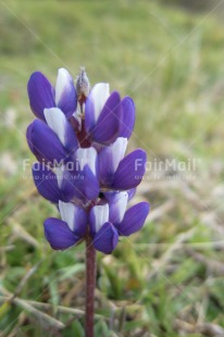 Fair Trade Photo Closeup, Flower, Peru, Purple, South America, Vertical