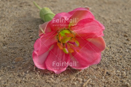 Fair Trade Photo Closeup, Flower, Horizontal, Peru, Pink, South America, Summer