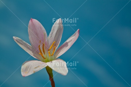 Fair Trade Photo Closeup, Colour image, Condolence-Sympathy, Flower, Horizontal, Peru, South America